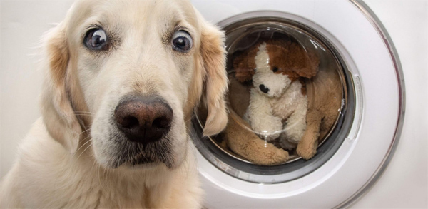 dog worried about toys in washer