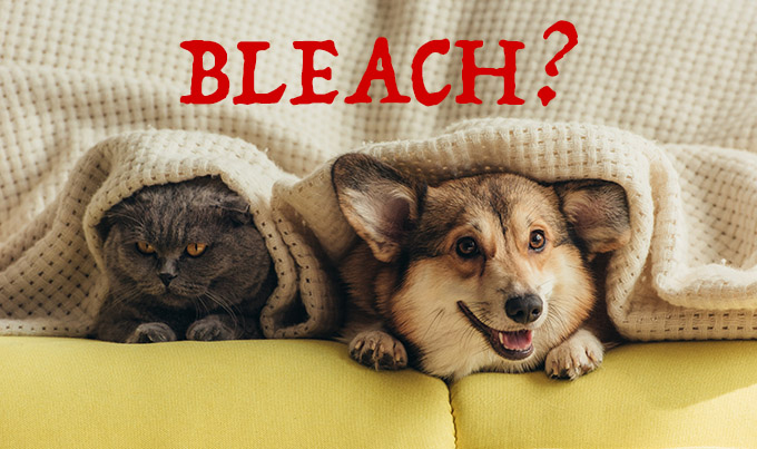 dangers of bleach around dogs