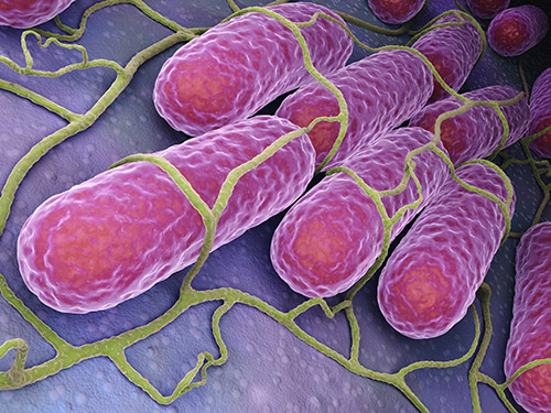 salmonella bacteria