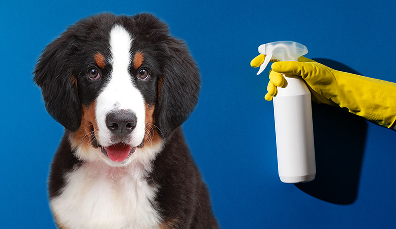 Professional Pet Odor Removal Products