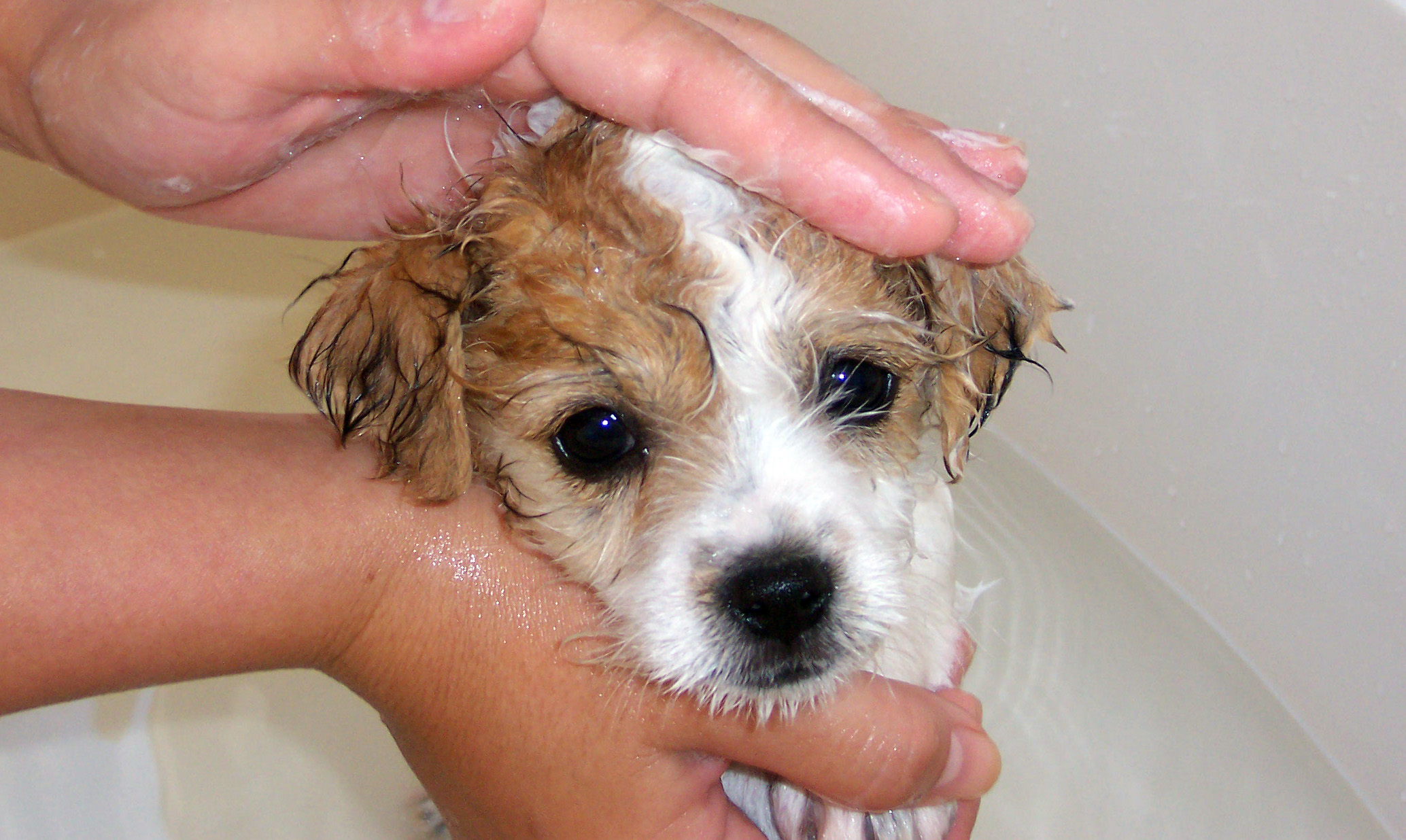 Get Your Dog to Love Taking a Bath Again