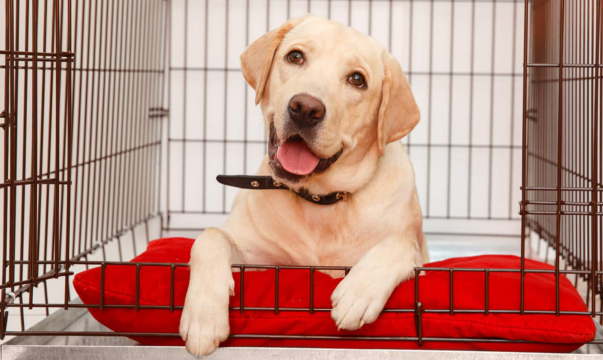 happy dog in clean crate
