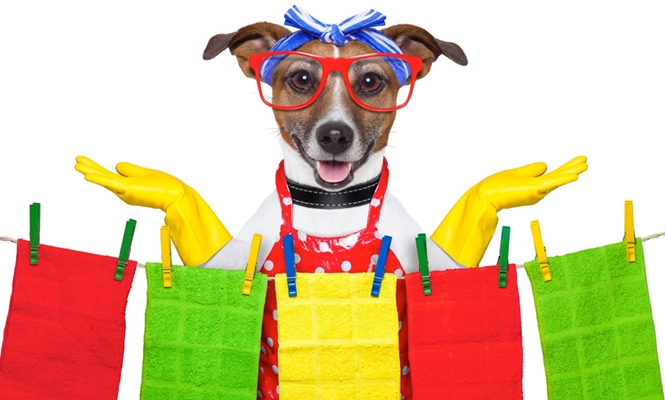 Pet Laundry and The Art of Creating A Beautiful Smelling Environment