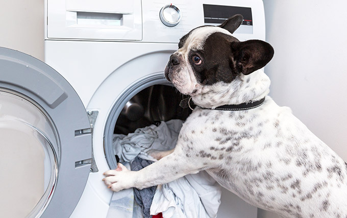 Wash Out Pet Stains with Pet Laundry Detergent | Alpha Tech Pet