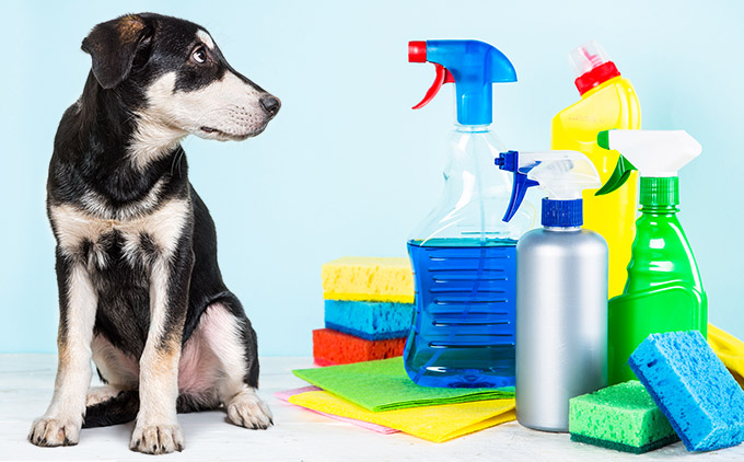 The 15 Best Pet-Safe Cleaning Products, According to Experts