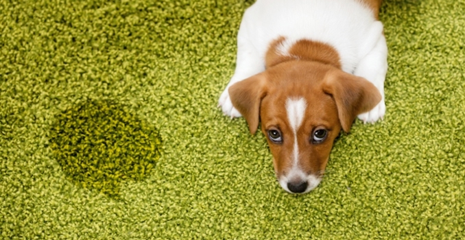 Pet Urine Smell in Carpet 