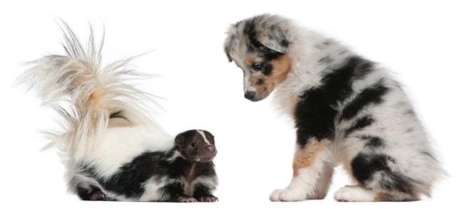 dog with skunk