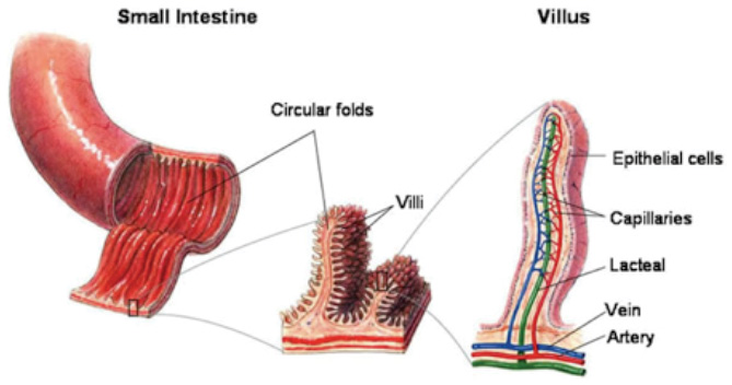 Small Intestine diagram