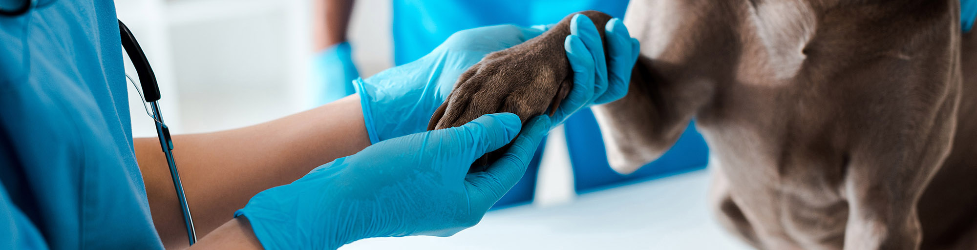 veterinarian cleaning and disinfecting for animal hospitals