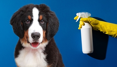 The Importance of Using Professional Pet Odor Removal Products