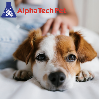 How Alpha Tech Pet Products Help Prevent and Control Pet-Related Odors