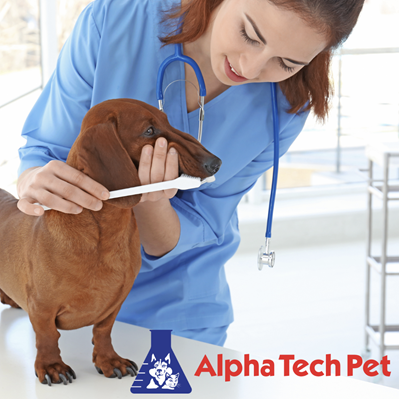 The Significance of Cleanliness in Veterinary Clinics: Enhancing Pet Health and Safety