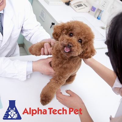 Cleaning and Maintaining Veterinary Equipment: Ensuring Longevity and Functionality