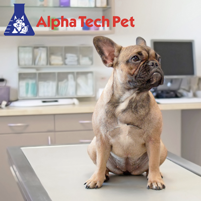 Understanding the Causes of Pet Odor in Your Clinic